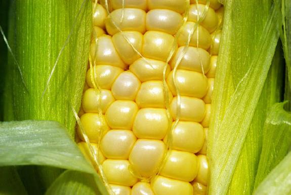 corn